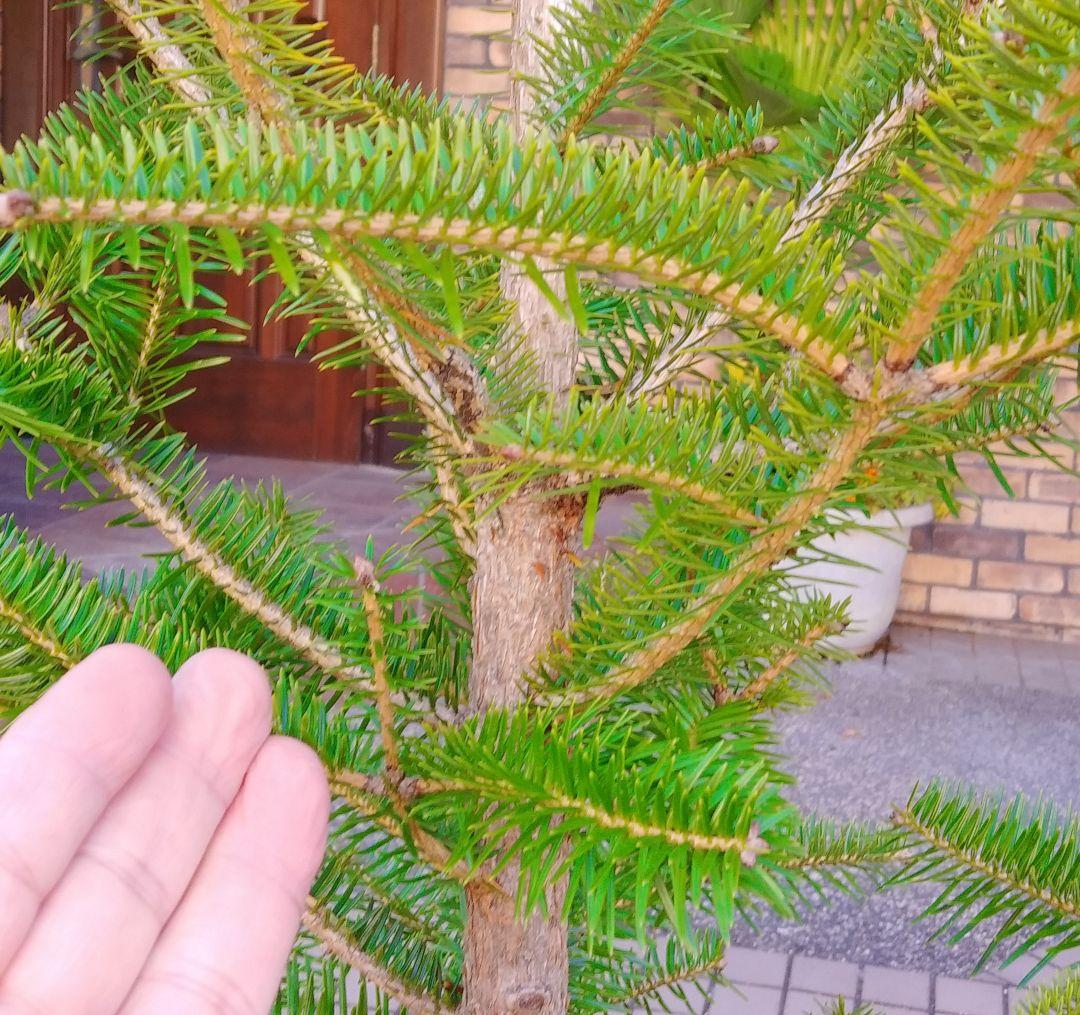 モミの木 苗木 特大200cm❗13号❗綺麗な樹形 クリスマスツリー 鉢植済