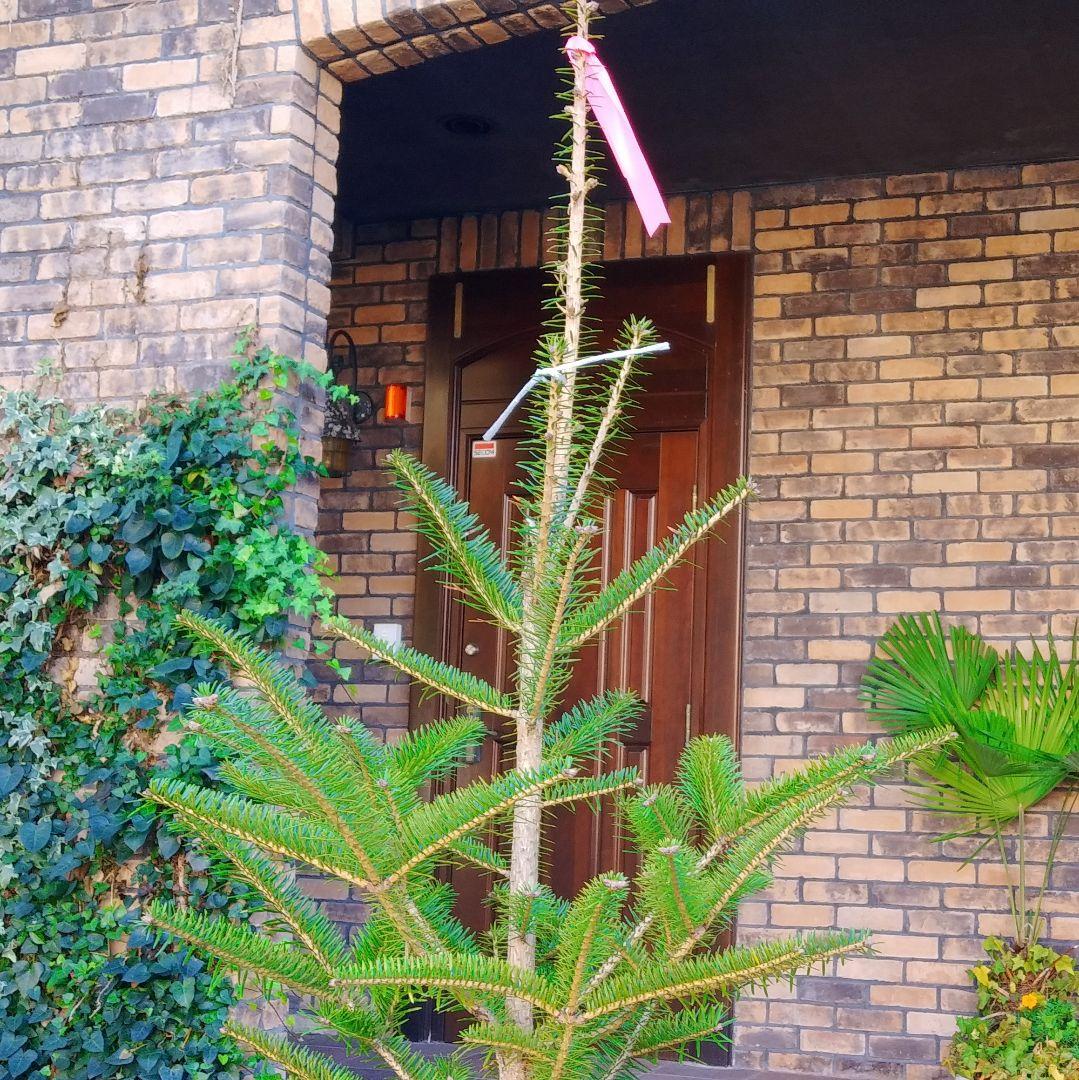 モミの木 苗木 特大200cm❗13号❗綺麗な樹形 クリスマスツリー 鉢植済