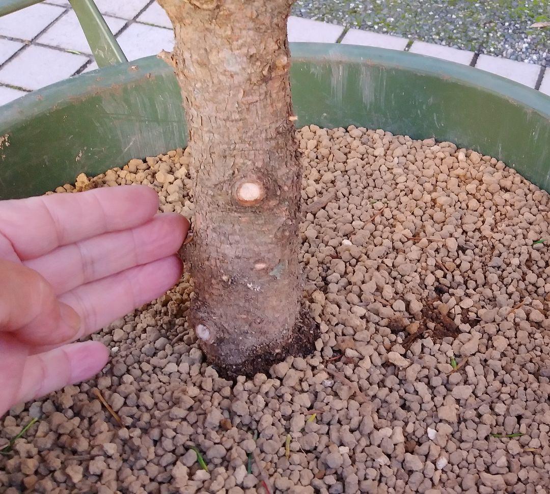 モミの木 苗木 特大200cm❗13号❗綺麗な樹形 クリスマスツリー 鉢植済