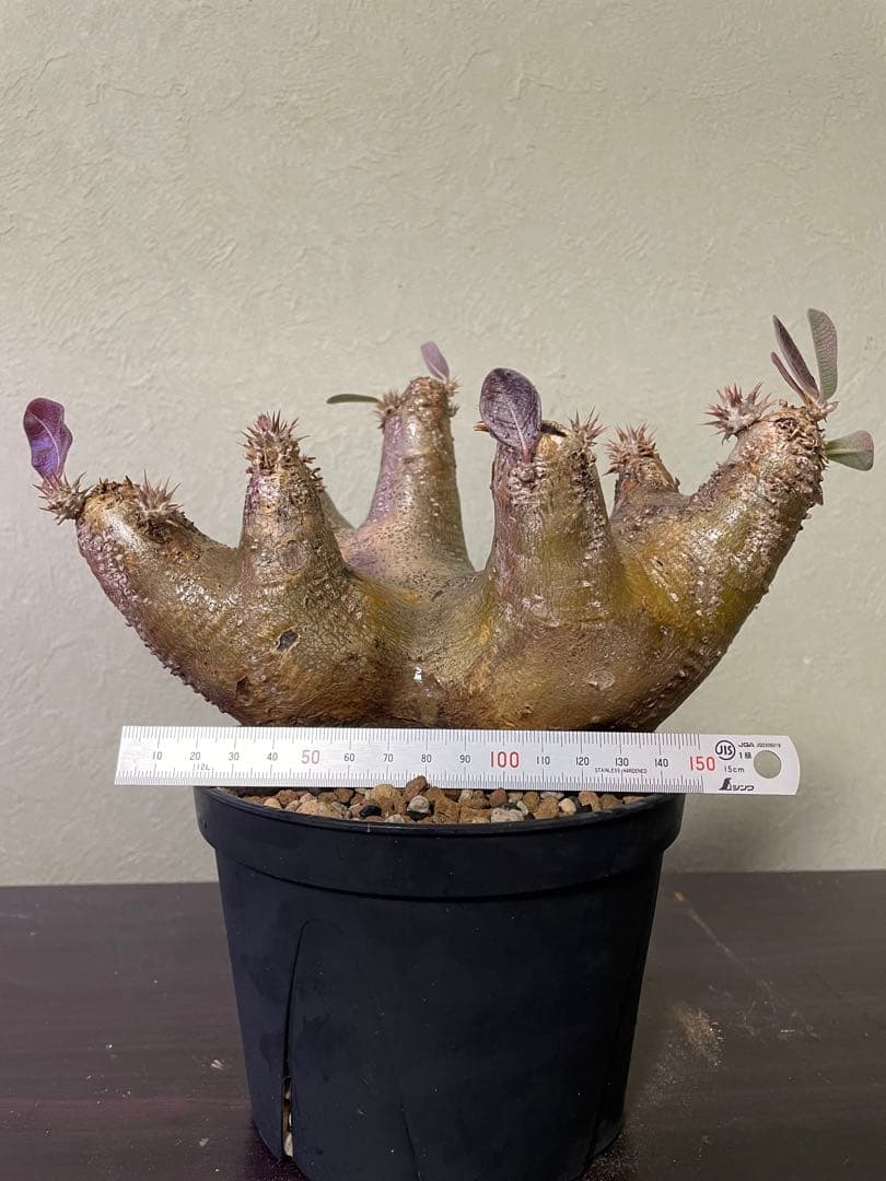 エニグマティクム　現地球　パキポディウム　塊根