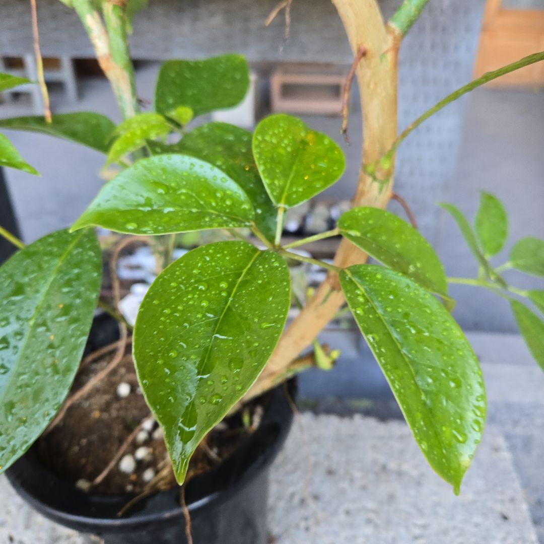 ⑤　シェフレラ　チェンマイ　曲がり仕立て8号特大苗木最高等級極上品‼️