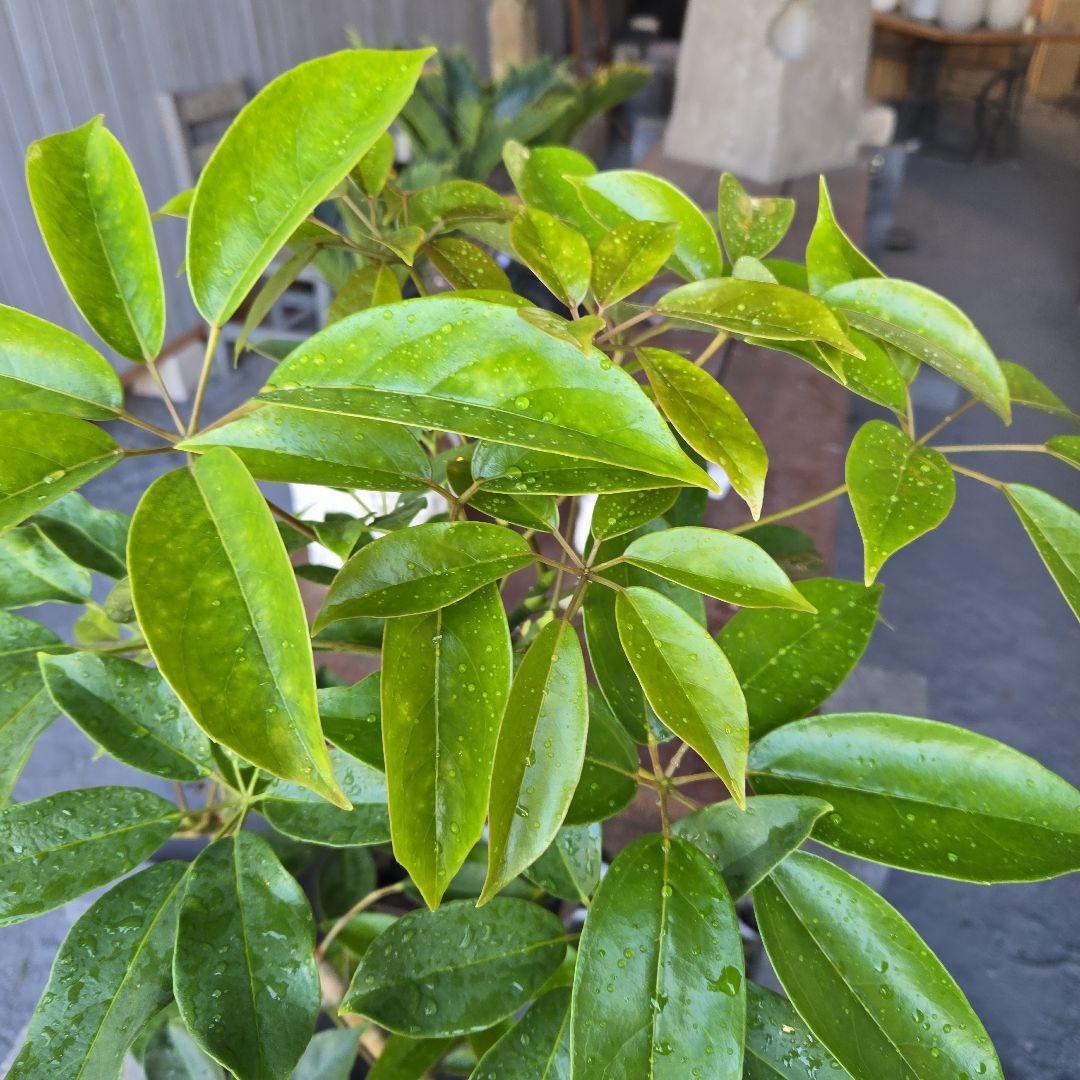 ⑤　シェフレラ　チェンマイ　曲がり仕立て8号特大苗木最高等級極上品‼️