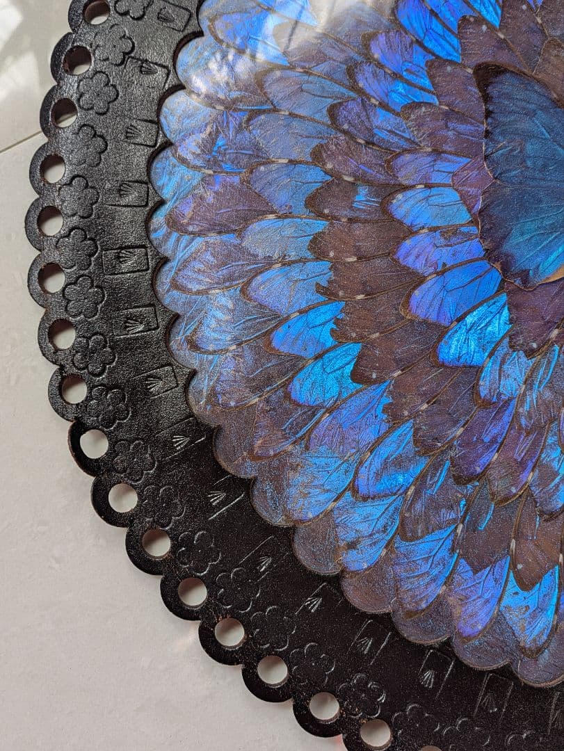 特大 極美☆神秘の輝き モルフォ蝶　美と幸運を招く一枚　Morpho 　標本