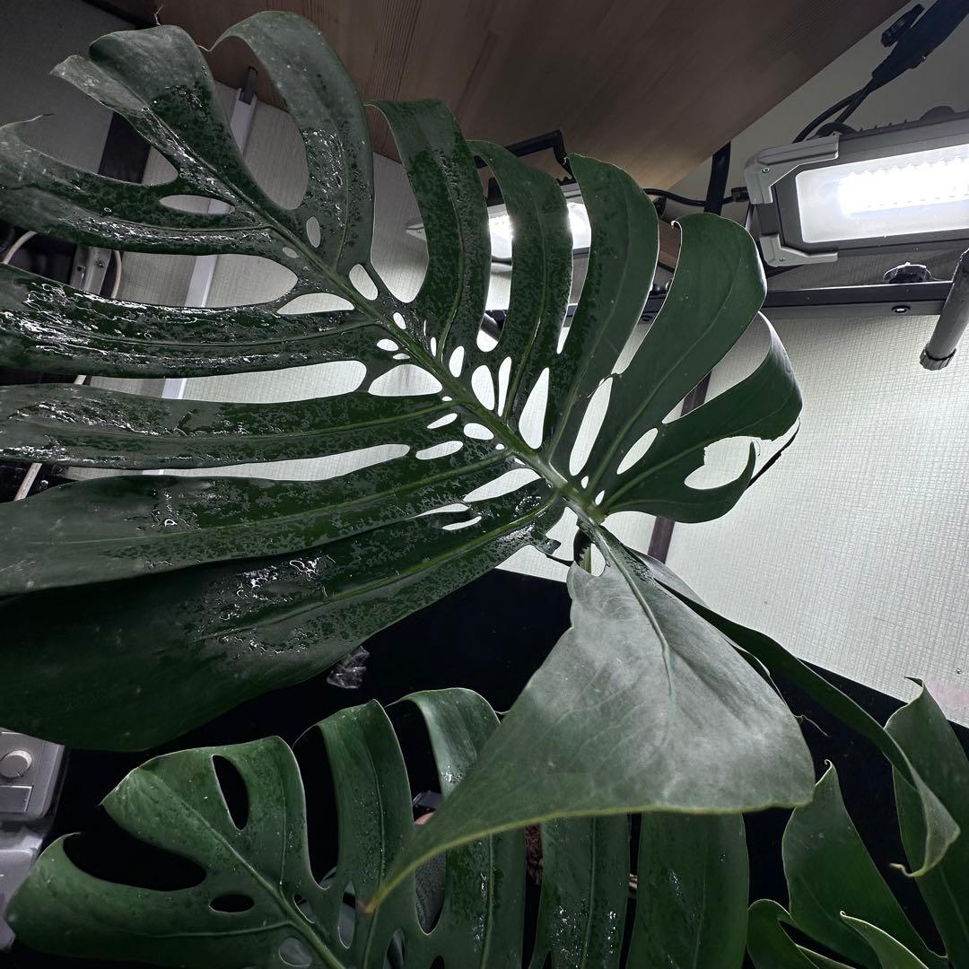 モンステラデリシオーサマクロコズム超希少系統鉢植え80㎝レア