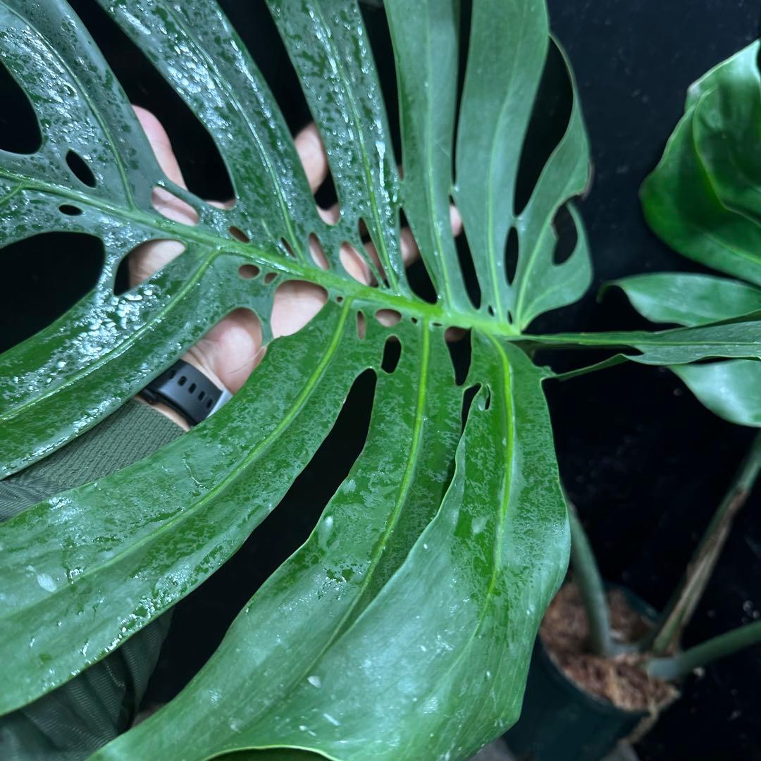 モンステラデリシオーサマクロコズム超希少系統鉢植え80㎝レア