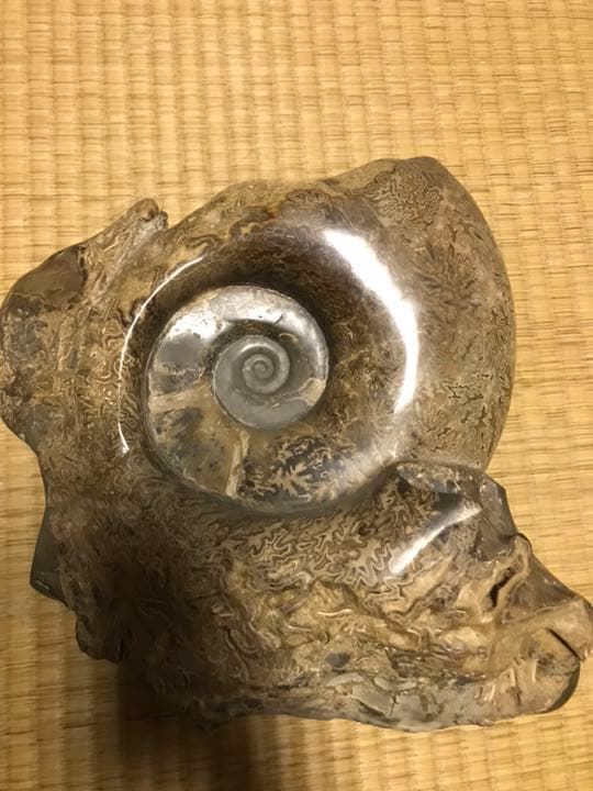 アンモナイト 化石 白亜紀 縫合線 研磨 台座付き