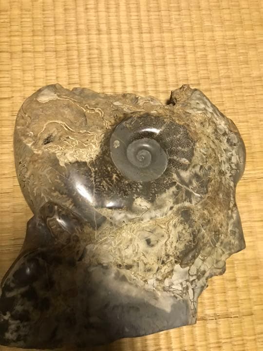 アンモナイト 化石 白亜紀 縫合線 研磨 台座付き