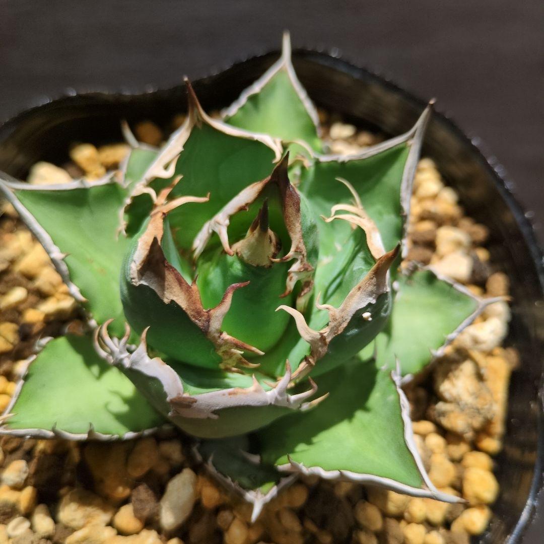 イランナーセリー選抜株 シャーク　イラン直輸入株 アガベ チタノタ