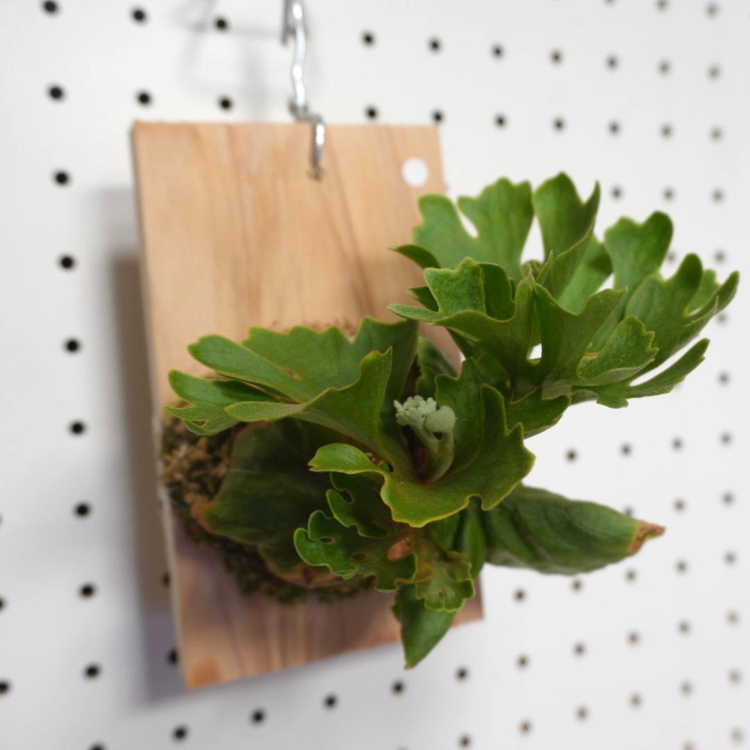 ビカクシダ リドレイ ドワーフ シルバー 小株 R-2