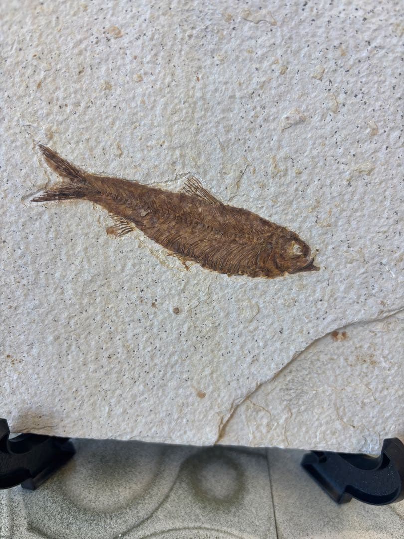 台付　ナイティア　魚　始新世　アメリカ　ワイオミング州化石　鉱石　希少