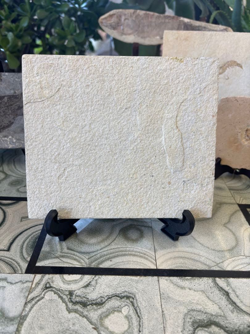 台付　ナイティア　魚　始新世　アメリカ　ワイオミング州化石　鉱石　希少