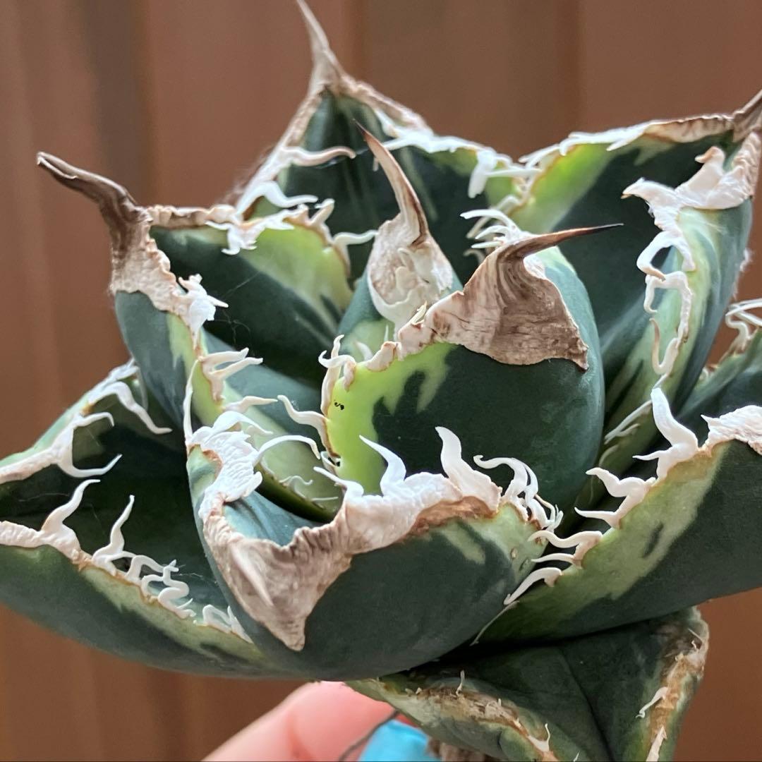 超選抜【速達】特大　優秀株　太棘　アガべ　チタノタ　SAD錦　覆輪斑　TC