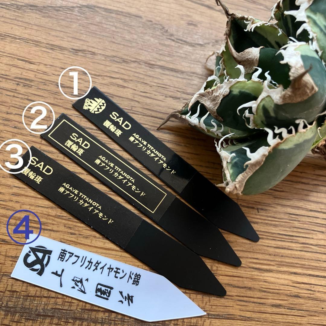 超選抜【速達】特大　優秀株　太棘　アガべ　チタノタ　SAD錦　覆輪斑　TC