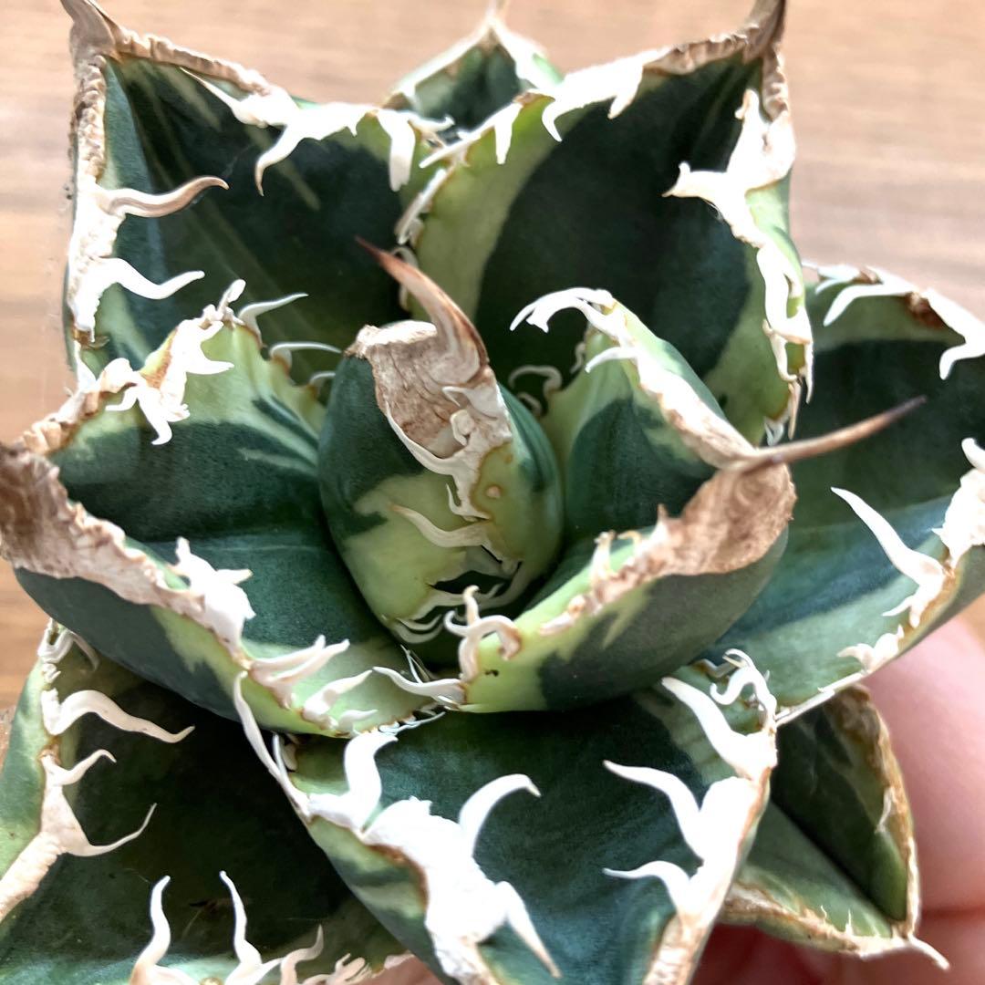 超選抜【速達】特大　優秀株　太棘　アガべ　チタノタ　SAD錦　覆輪斑　TC