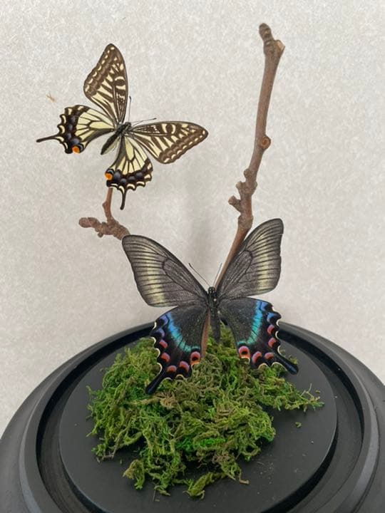 【標本☆アゲハ】アンティーク・ガラスドーム