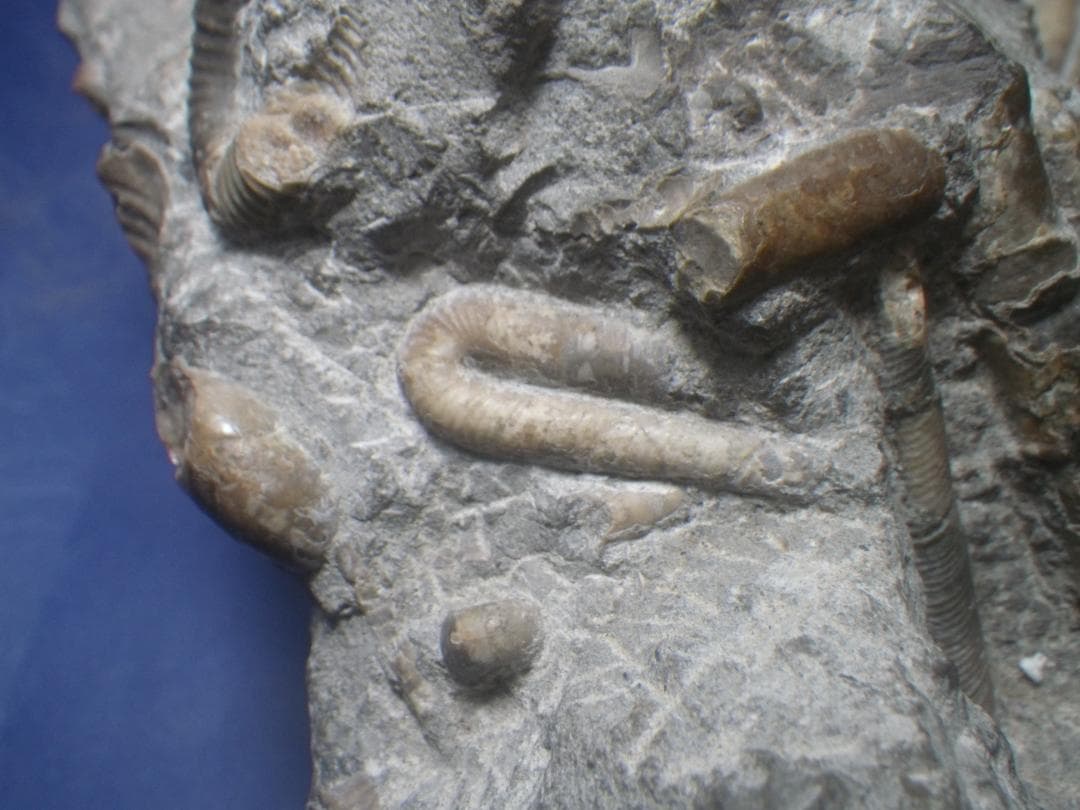 国産化石 北海道小平 ２５１０１２－7