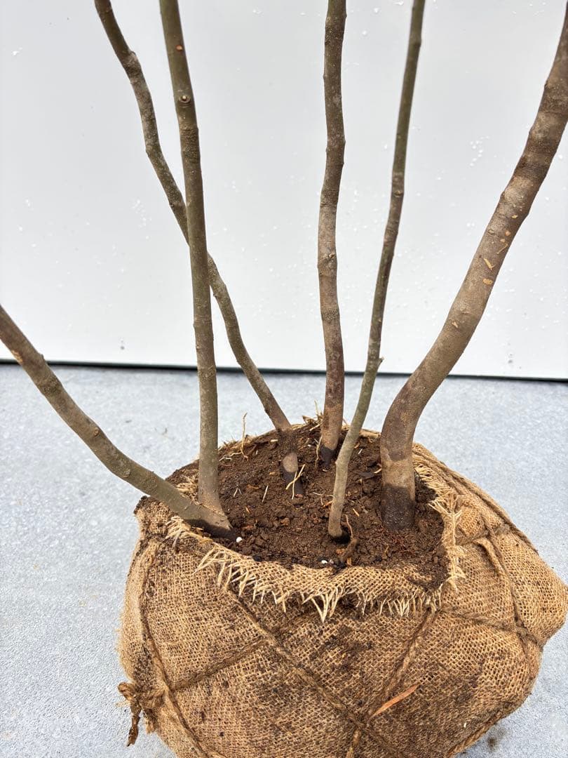 ねこがみ 美しい樹形が魅力 山採り ハイノキ 株立 663 樹高1.5m位