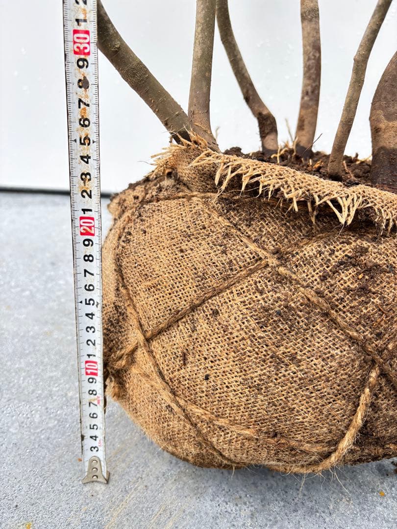 ねこがみ 美しい樹形が魅力 山採り ハイノキ 株立 663 樹高1.5m位