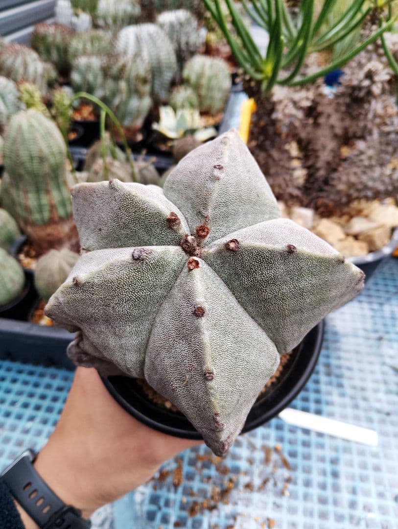 \"特選 古株\"木質化 ランポー