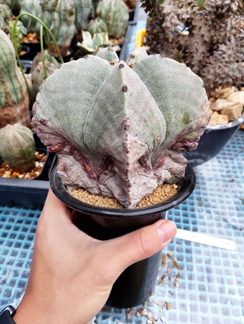 \"特選 古株\"木質化 ランポー