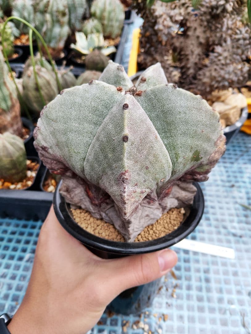 \"特選 古株\"木質化 ランポー