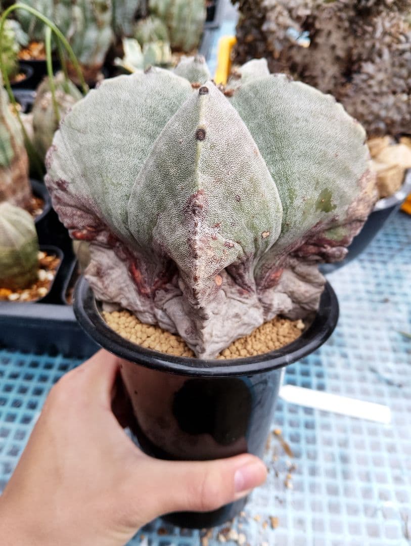 \"特選 古株\"木質化 ランポー