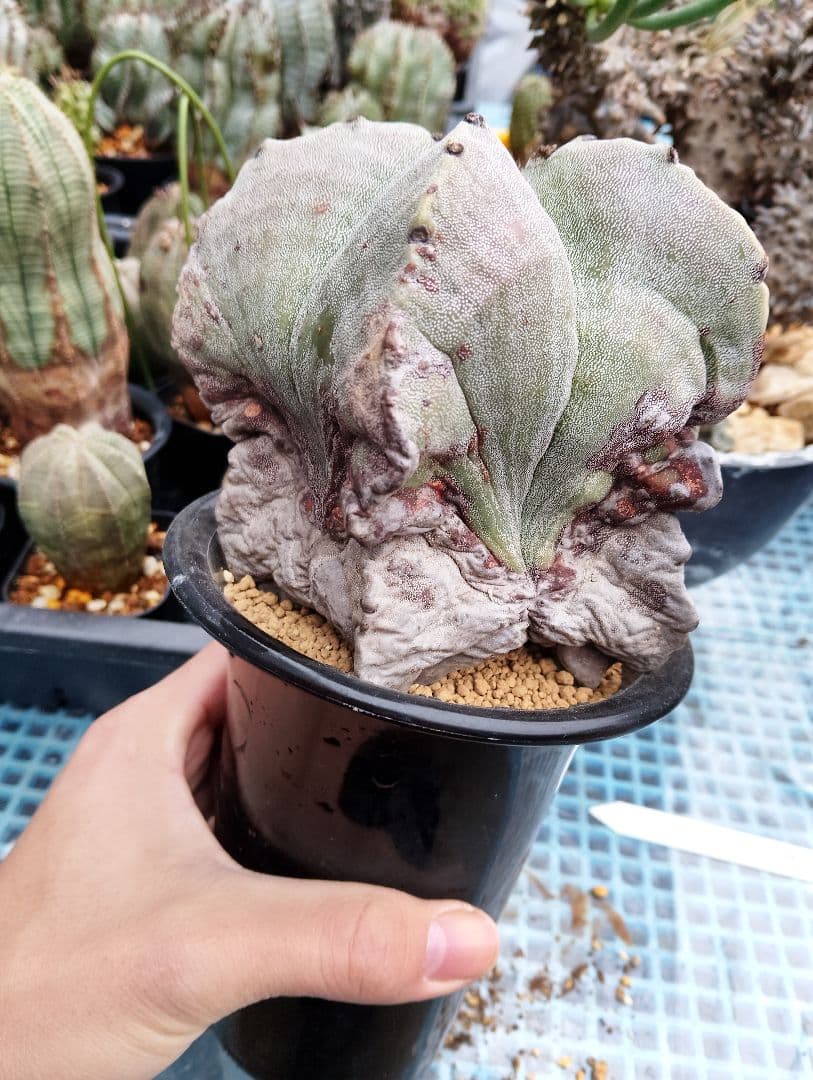 \"特選 古株\"木質化 ランポー