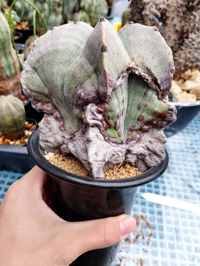 \"特選 古株\"木質化 ランポー