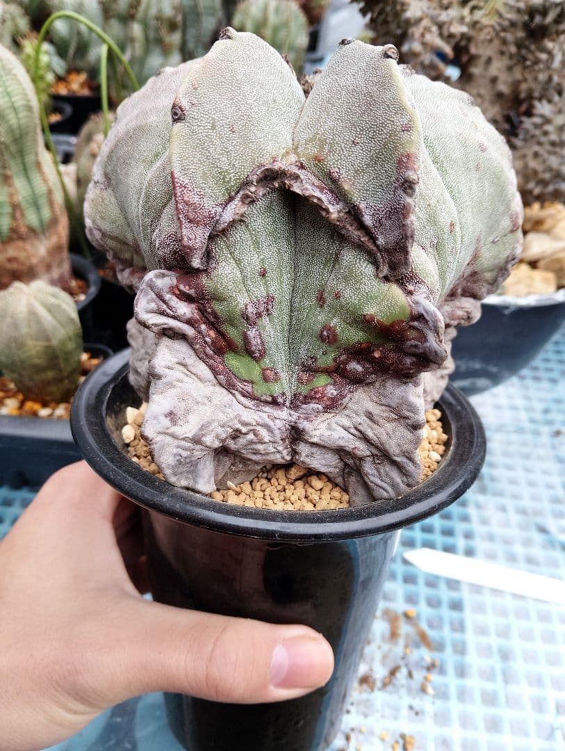 \"特選 古株\"木質化 ランポー