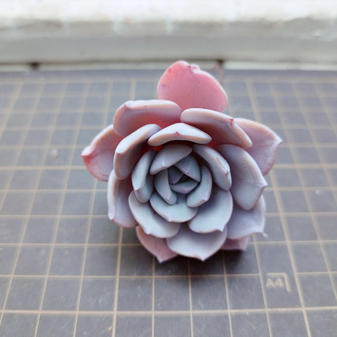 アイスパープル◎多肉植物 カット苗 韓国苗 エケベリア等