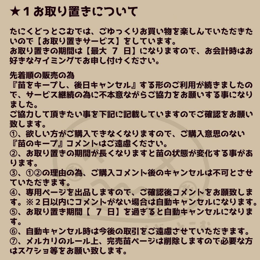 アイスパープル◎多肉植物 カット苗 韓国苗 エケベリア等