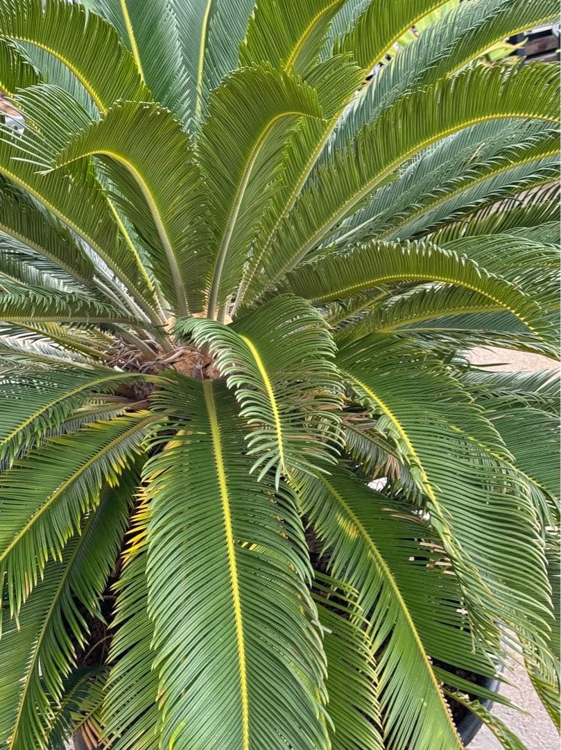 現地引渡し限定　斑入りソテツ　大株