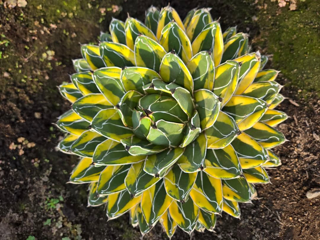 笹の雪　バリエガータ　大株