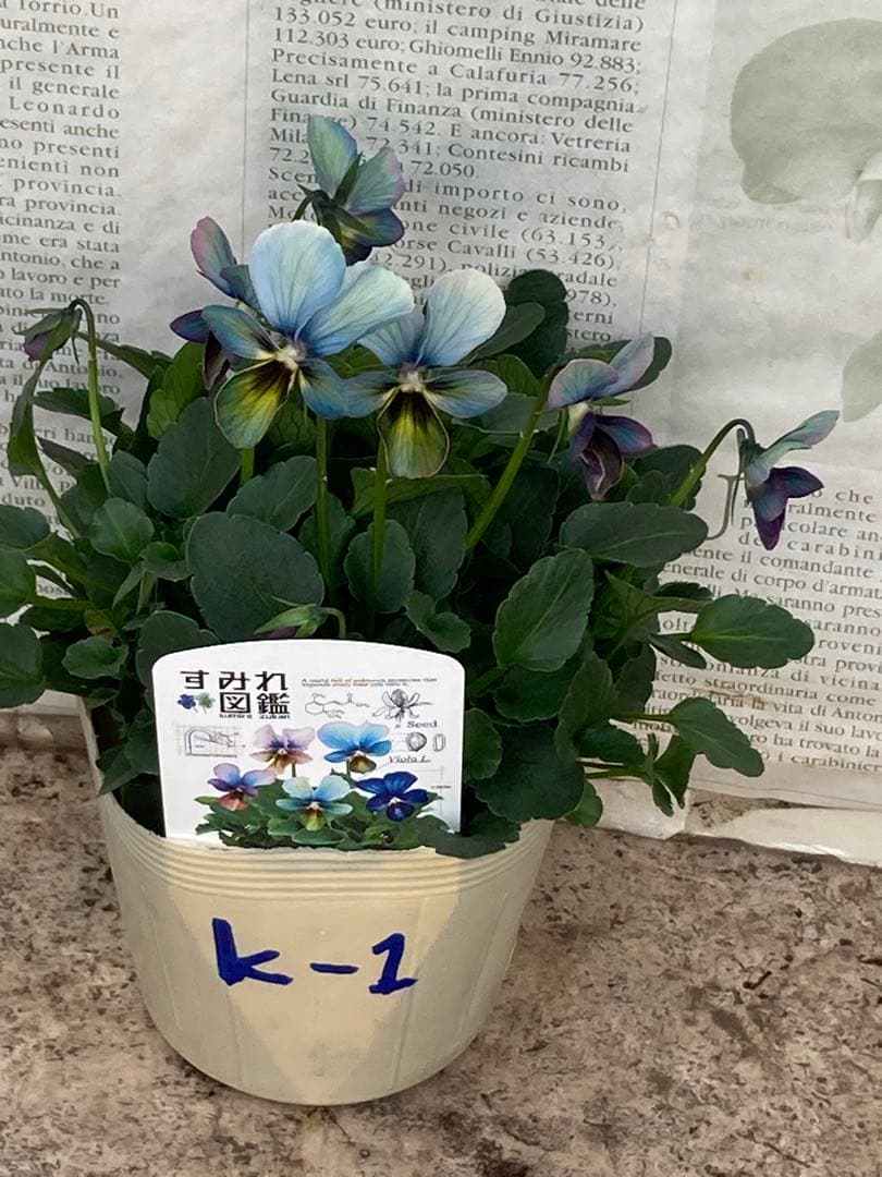 o*a様 すみれ 図鑑　ビオラ　濃青　K_1