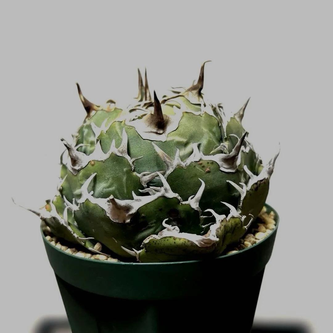 アガベ 鉢植発送 精品 白鯨 ボール型 極上血統 超良型 大株 コンテスト候補株