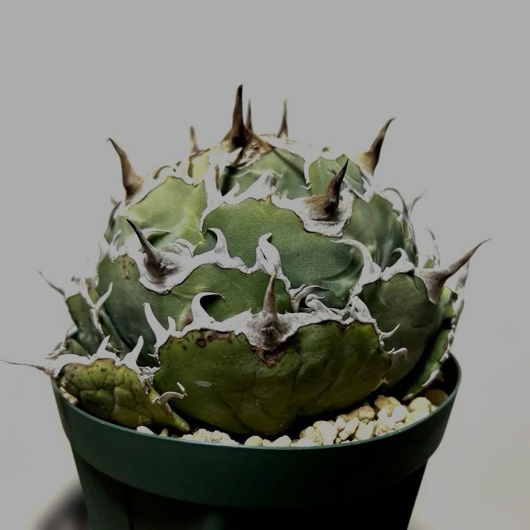 アガベ 鉢植発送 精品 白鯨 ボール型 極上血統 超良型 大株 コンテスト候補株