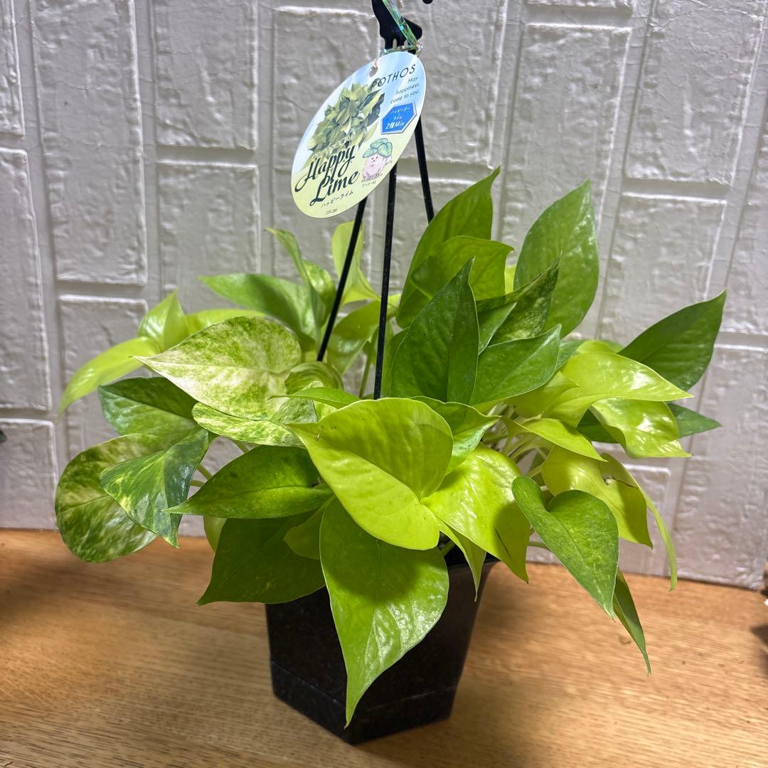 ako325ラナンキュラスラックス♡イカロス他計8点♡メルカリ便