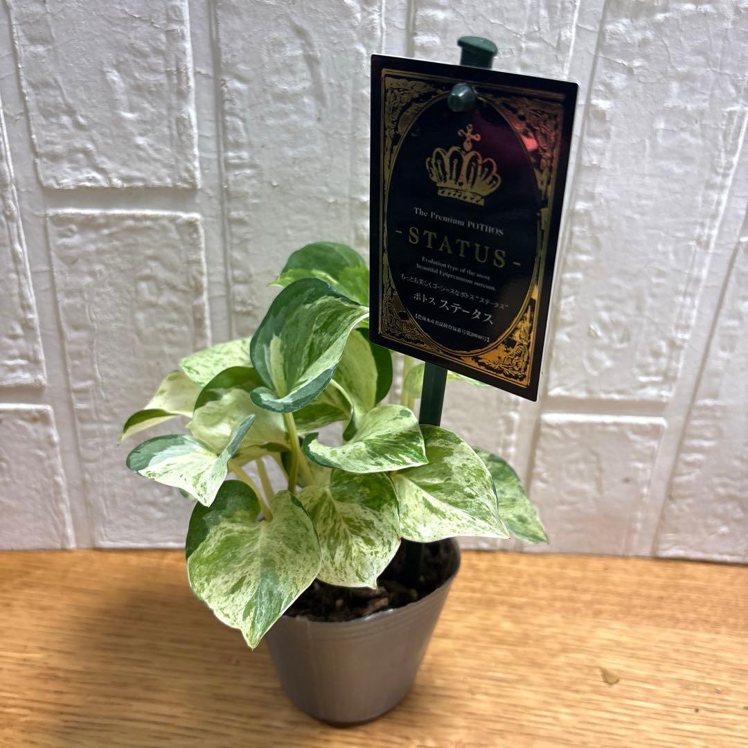 ako325ラナンキュラスラックス♡イカロス他計8点♡メルカリ便