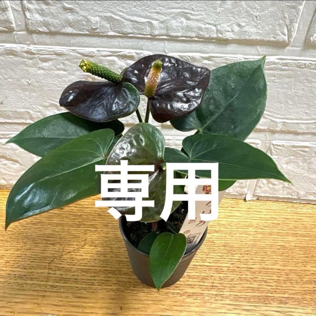 ako325ラナンキュラスラックス♡イカロス他計8点♡メルカリ便