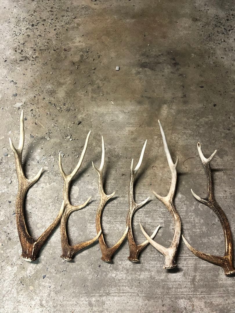 エゾシカの角　6本
