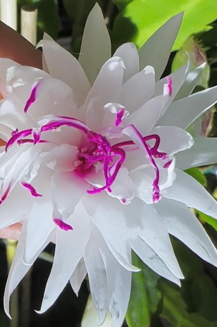 【§プロフ読んでね§】シャコバサボテン　赤羽＋黄羽＋白蓮 　接木