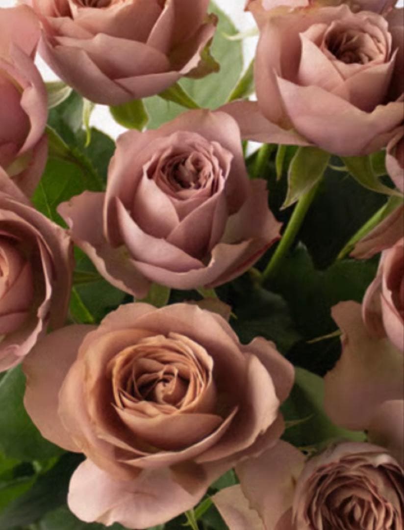 バラ苗　購入前にコメント