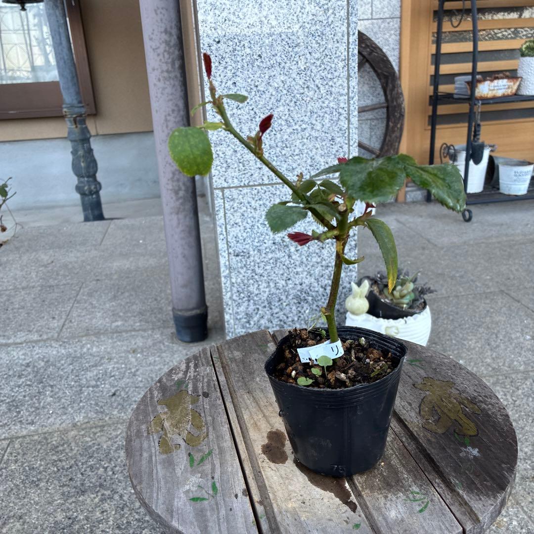 バラ苗　購入前にコメント