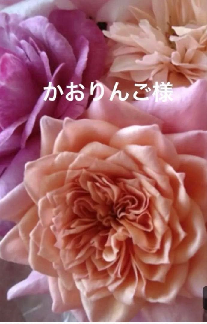 バラ苗　購入前にコメント