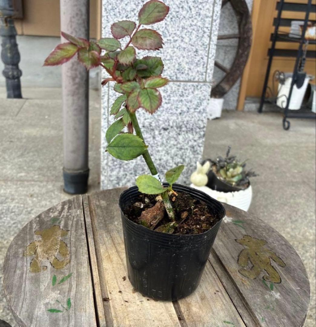 バラ苗　購入前にコメント