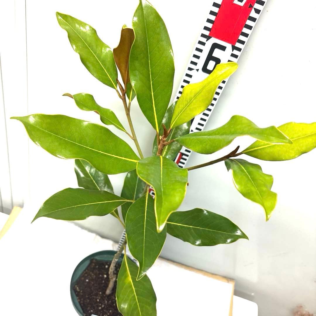 41. ケイパレス マグノリア 泰山木 タイサンボク 苗 苗木 小型品種