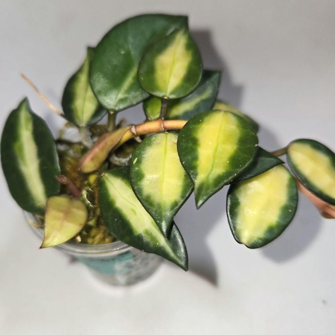 ホヤ　ラクノーサ　中斑種の３種セット