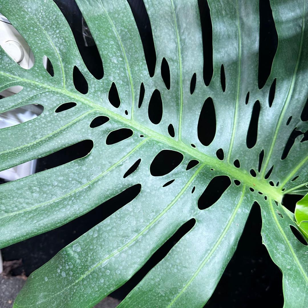 g*n様 モンステラデリシオーサマクロコズム超超大株超希少系統鉢植え高さ101㎝