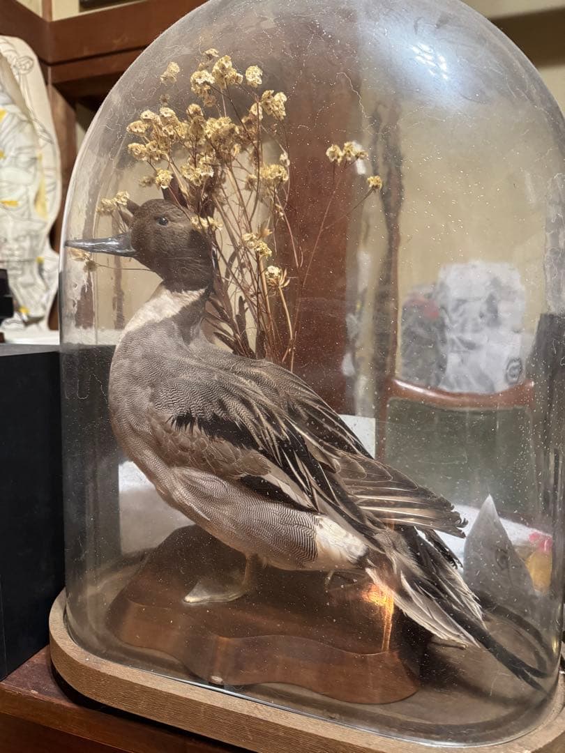 水鳥の剥製 ガラスドーム入り　フランスアンティーク