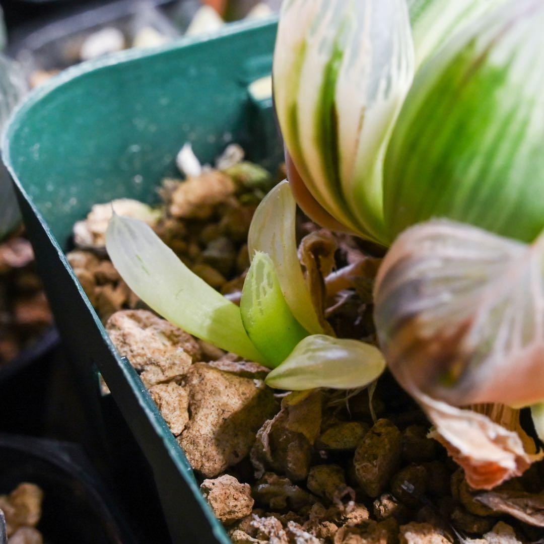 D*3様 ☆☆専用☆☆ハオルチア 白蛇伝